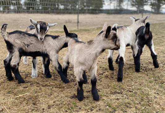 Alpine Goat Kid Reservations Spring 2026