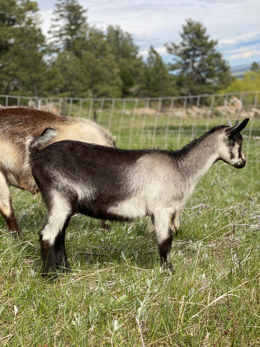 SOLD Alpine Doeling
