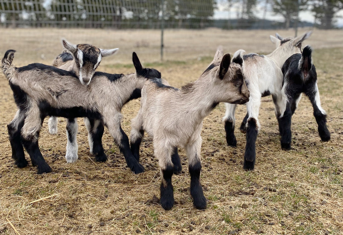 Alpine Goat Kid Reservations Spring 2024
