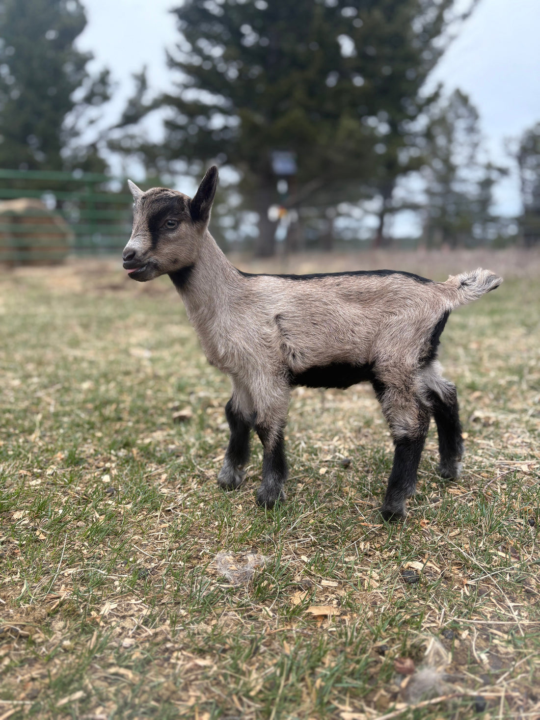 SOLD Alpine doeling