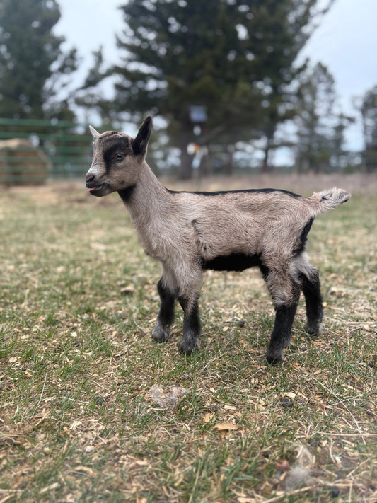 SOLD Alpine doeling