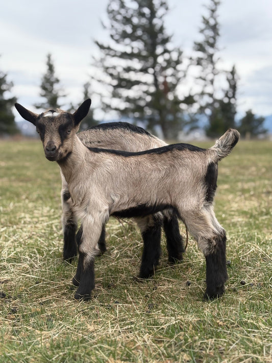 SOLD Alpine doeling