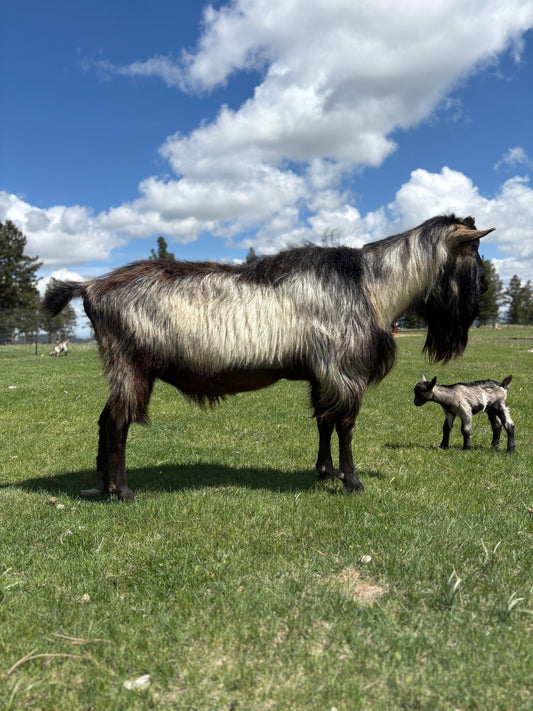 Garden-Dairy Klaires Hector