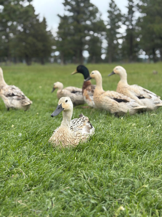 SOLD Welsh Harlequin Ducklings