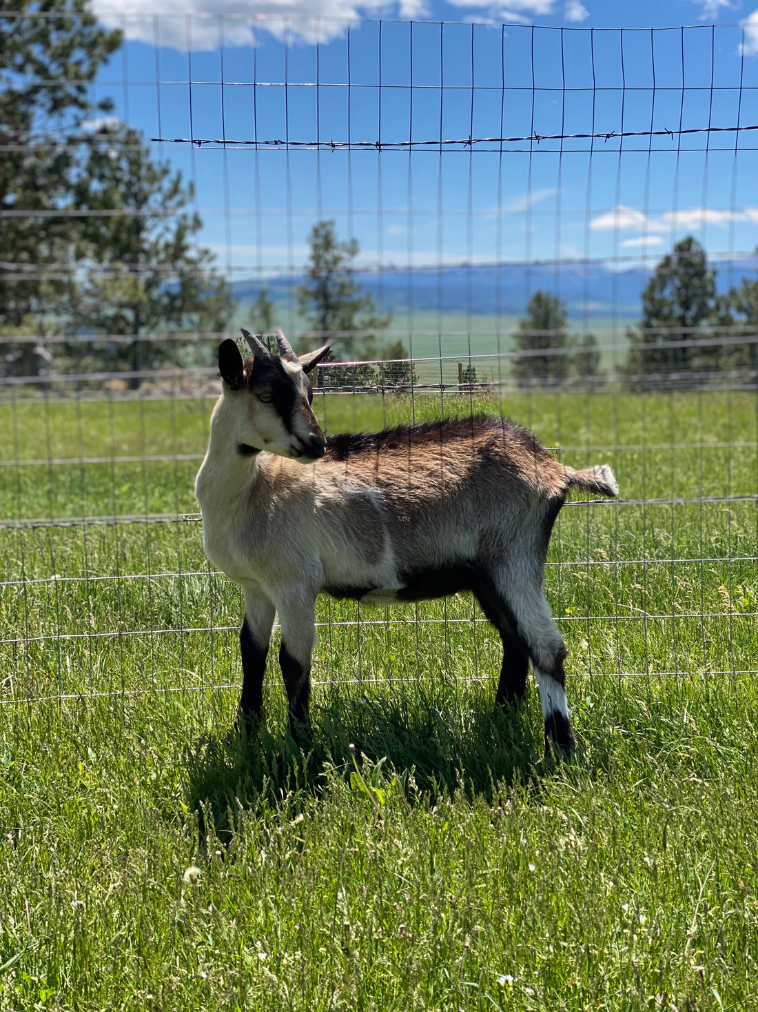 SOLD Alpine Doeling