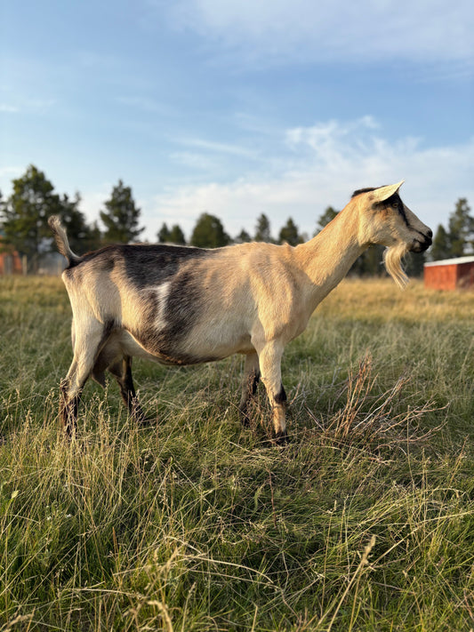 Garden-Dairy Eucalyptus Uno