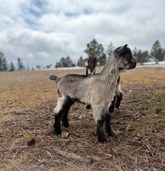 SOLD Buckling Triplets