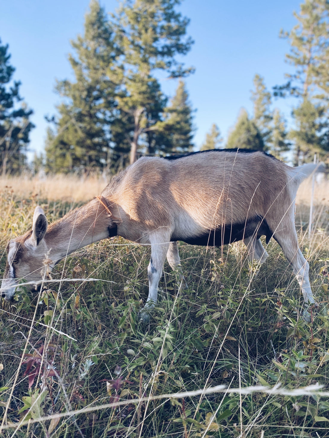 SOLD Alpine Doe in Milk